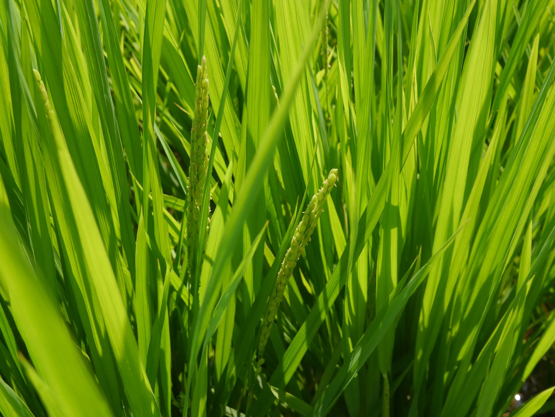 きりん組 苗は大きく成長中